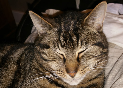 Pistache le chat