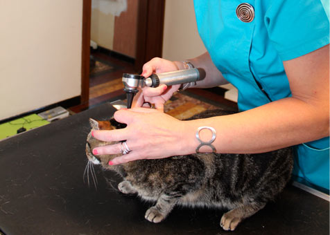Auscultation d'un chat