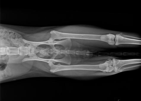 Radiologie