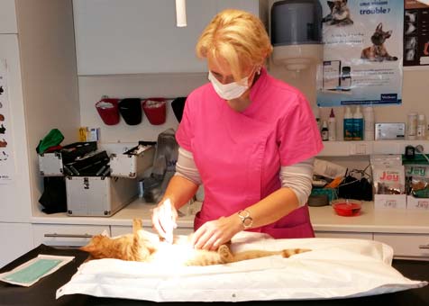 Op&eacute;ration : st&eacute;rilisation d'une chatte
