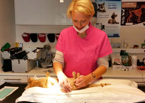 Op&eacute;ration : st&eacute;rilisation d'une chatte