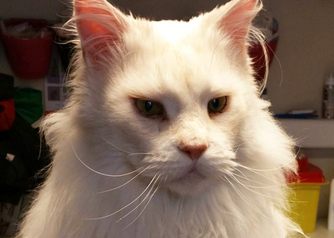Eclipse, un Main Coon vient faire ses vaccins