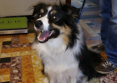 Sisko, un chien Berger Australien vient faire ses soins