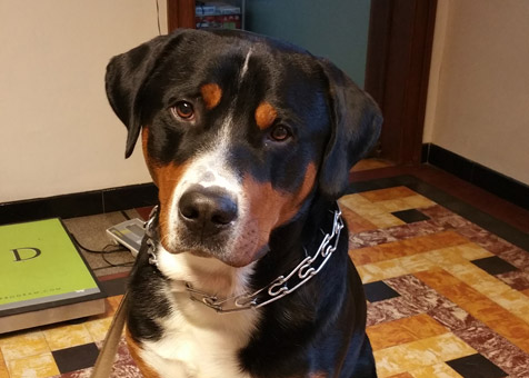 Heavy, un magnifique chien Bouvier Suisse vient faire ses soins