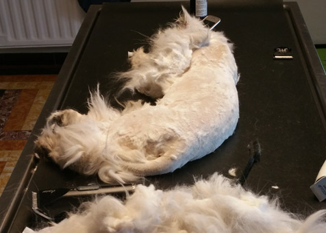 Un chat persan ras&eacute; qui se sentira plus l&eacute;ger