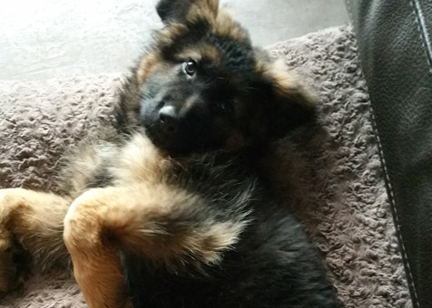 Vaccins d'un chiot Berger Allemand